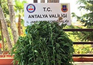 Alanya da uyuşturucu operasyonu